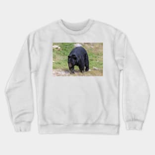 A large Black Bear Crewneck Sweatshirt